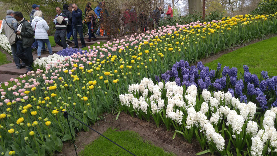 Visiting the tulips