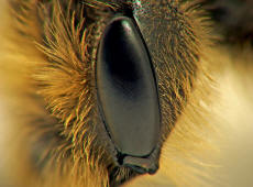 Bee eye