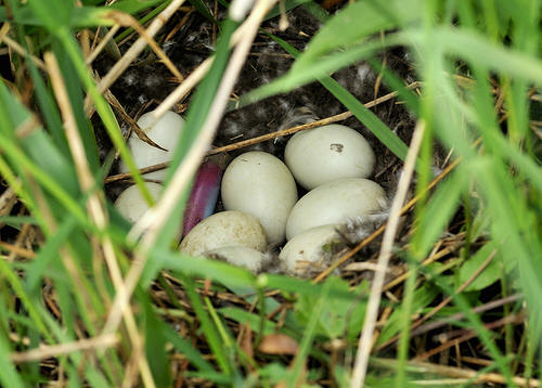 Nest