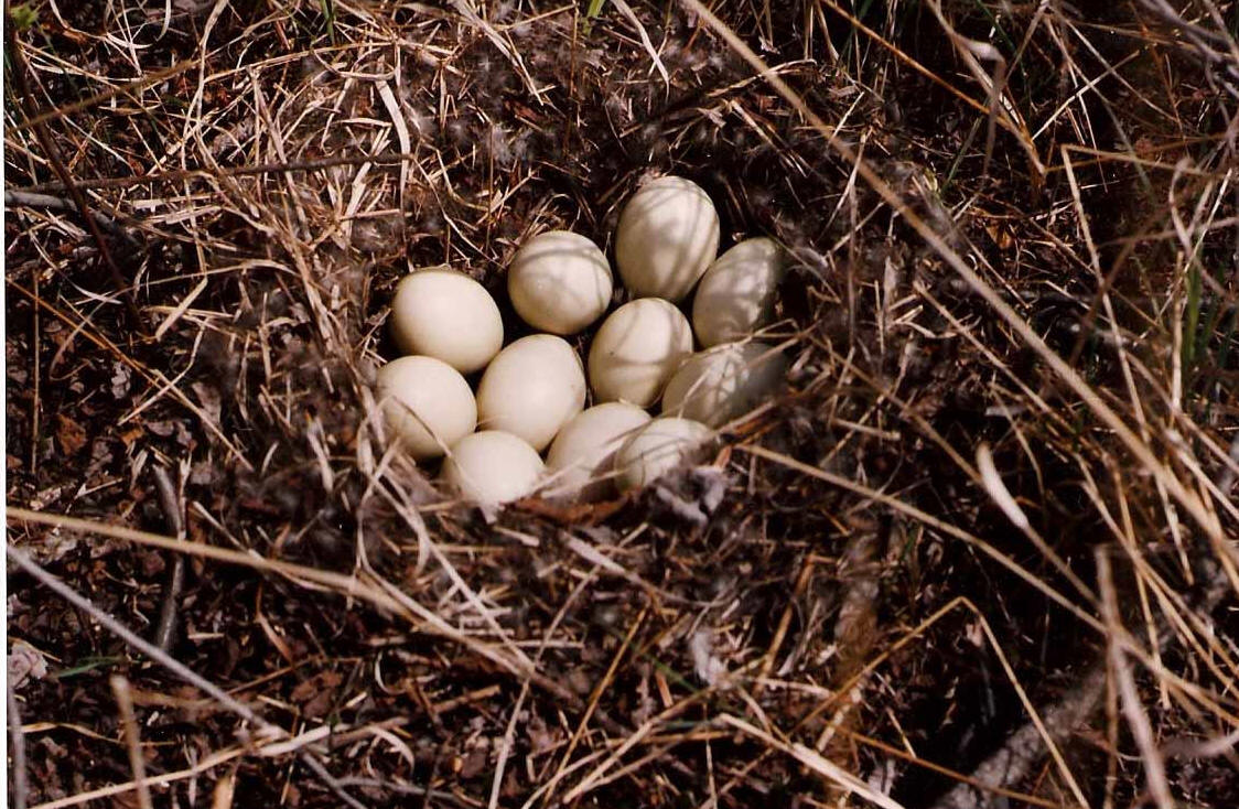 Mallard nest