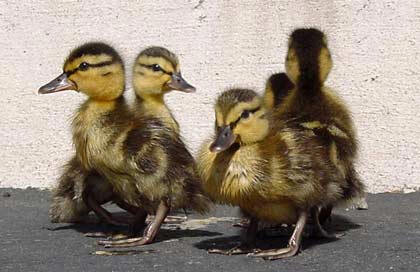 Ducklings