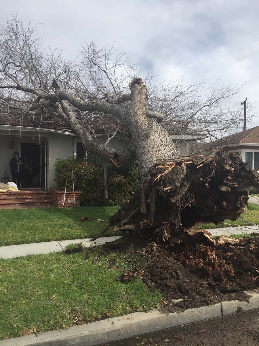 March 2016 storm results at the Leach Estate