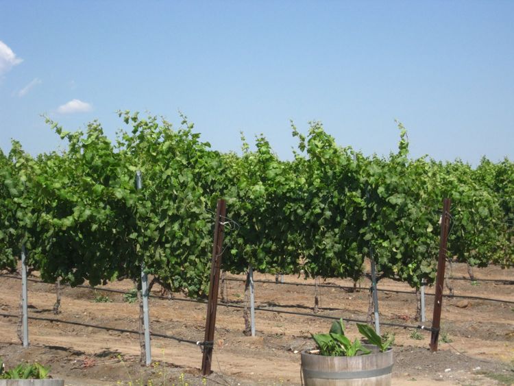 June 2010 Temecula Wine Adventure