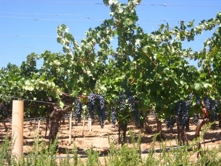 Wilson Creek at Temecula August 2010