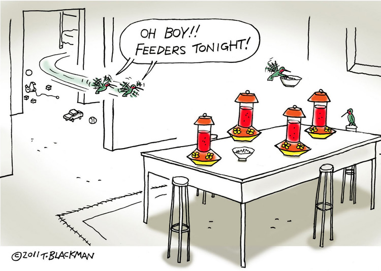 Hummingbird Cartoons