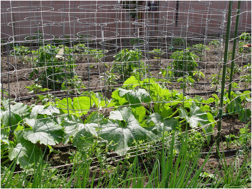 String beans are ready to jump six feet