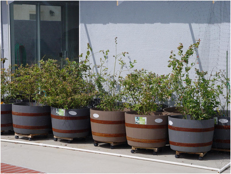 Blueberries now protected from the birds