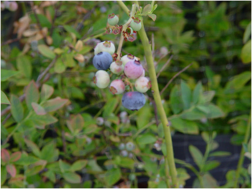 Blueberries