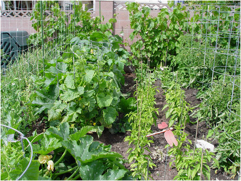 Squash getting big!