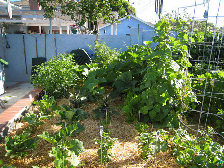 The garden summer 2008