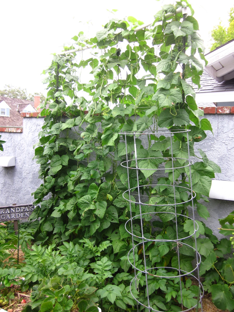 How the garden grows May 25, 2013