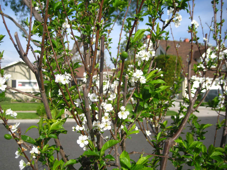 An April walk in our garden