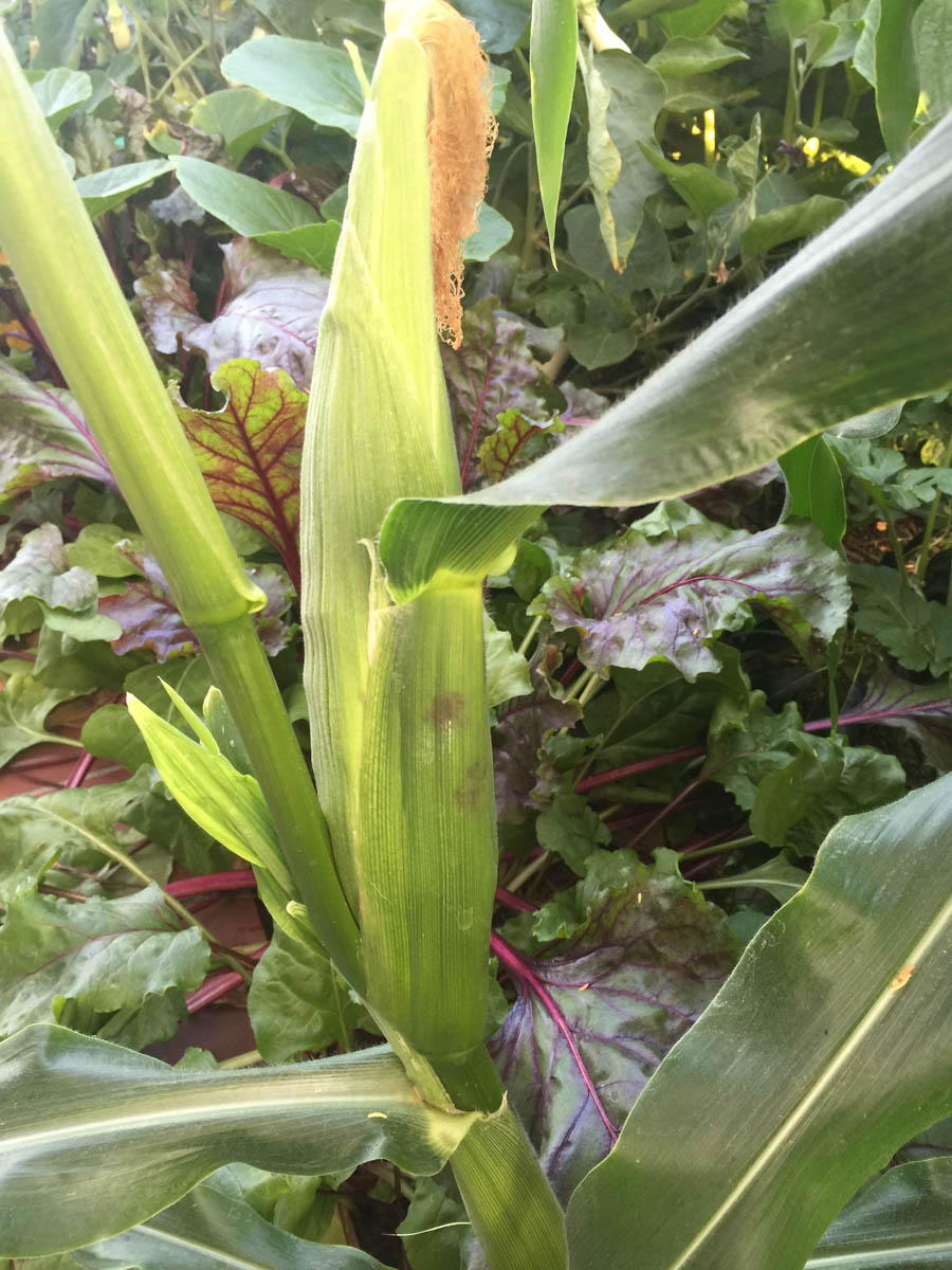 Corn on the cobb from our garden July 7th 2015