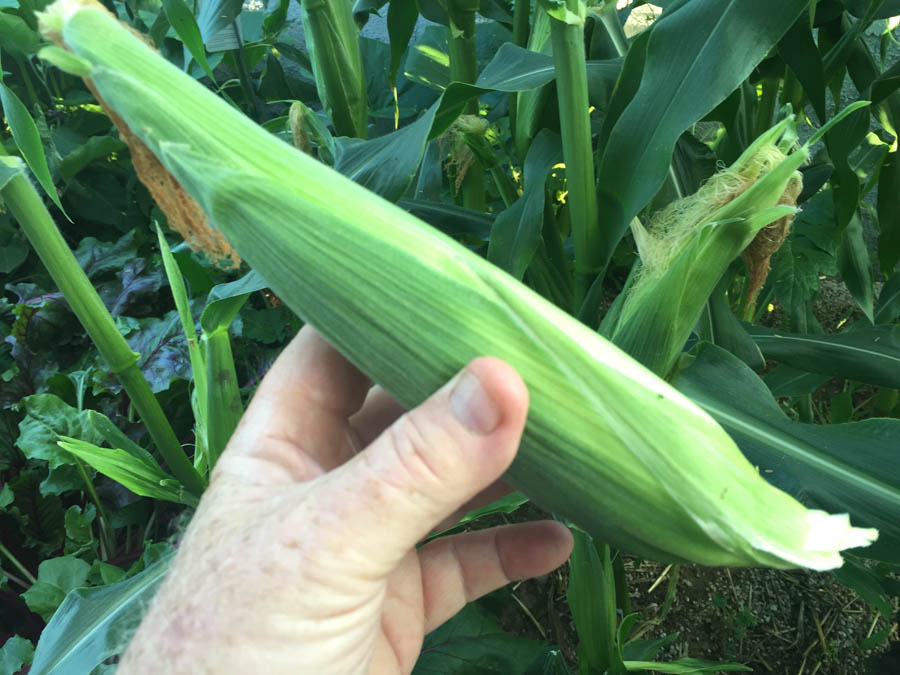 Corn on the cobb from our garden July 7th 2015