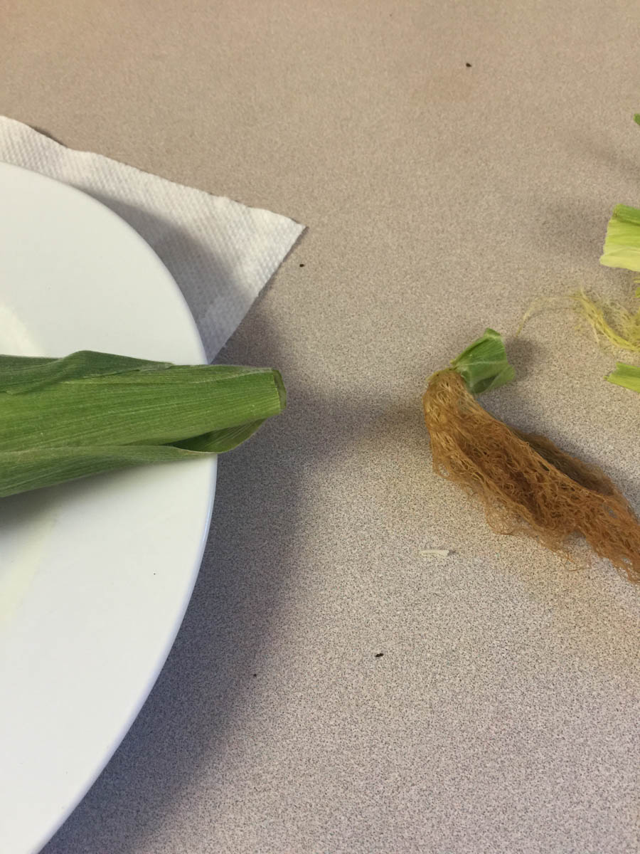 Corn on the cobb from our garden July 7th 2015