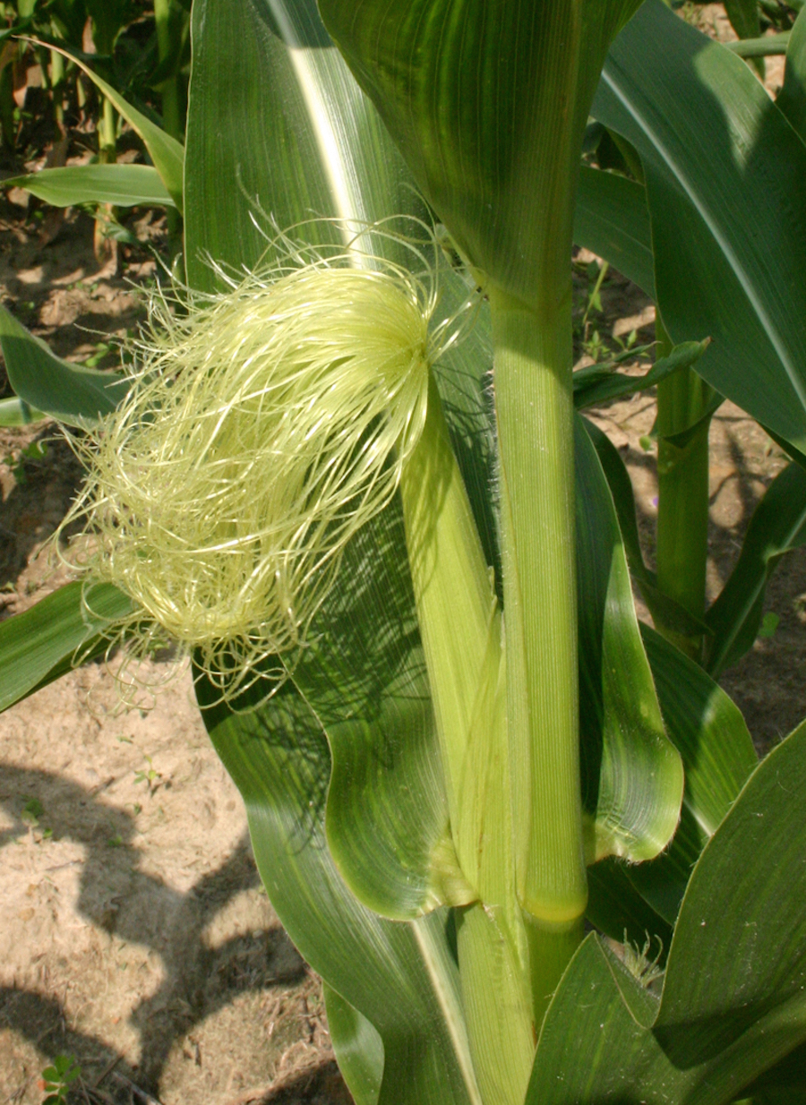 Corn on the cobb from our garden July 7th 2015