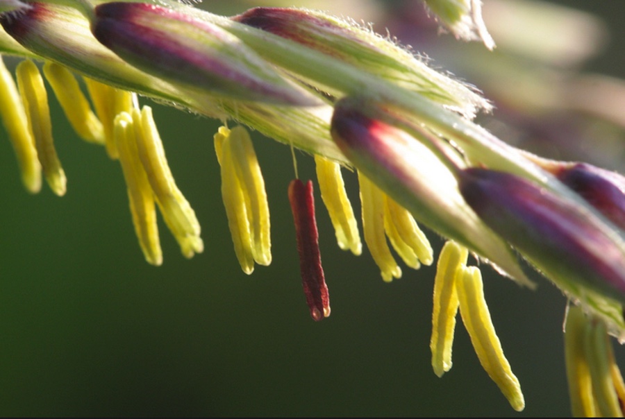 Corn on the cobb from our garden July 7th 2015