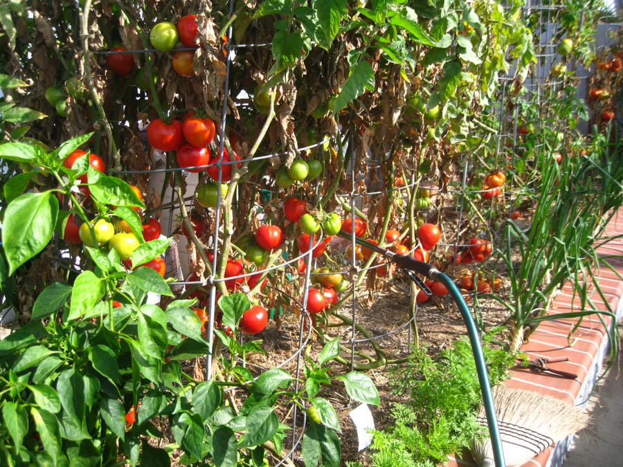 Making tomato sauce June 25th 2015