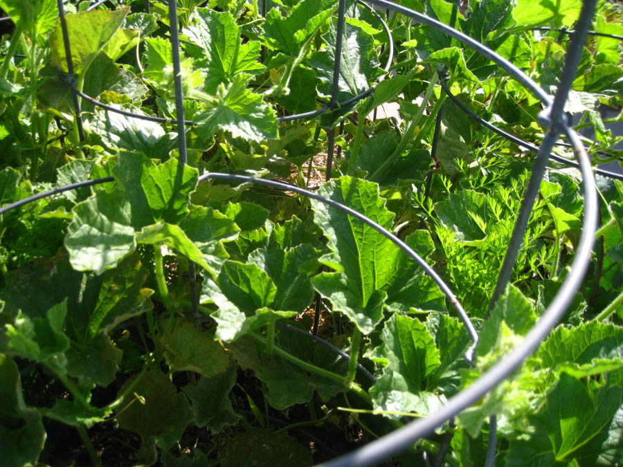 Making tomato sauce June 25th 2015