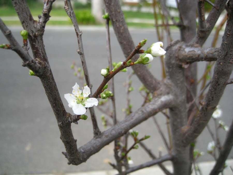 March 2016 in the Liles' front yard