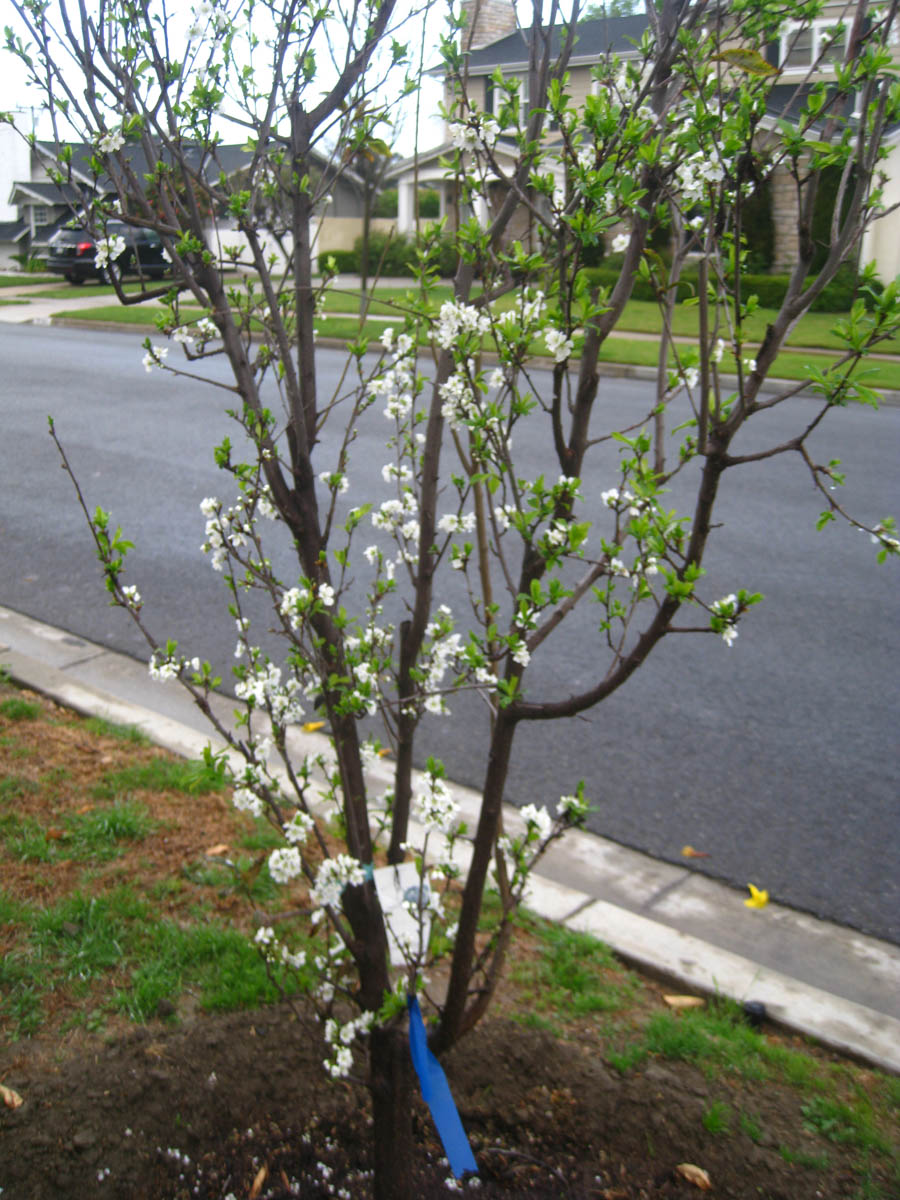 March 2016 in the Liles' garden