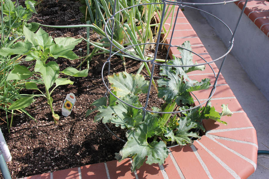 Paul and Sue's Vegetable Garden July 24th 2016