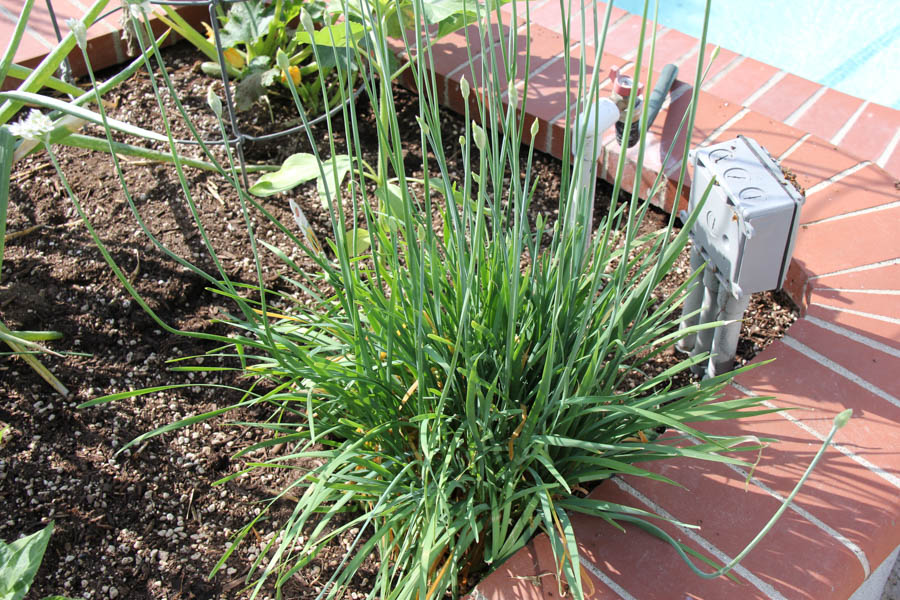 Paul and Sue's Vegetable Garden July 24th 2016