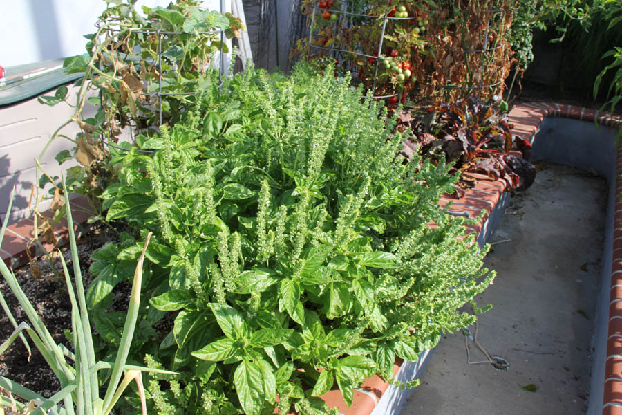 Paul and Sue's Vegetable Garden July 24th 2016