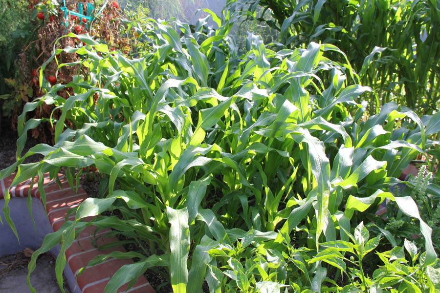 Paul and Sue's Vegetable Garden July 24th 2016