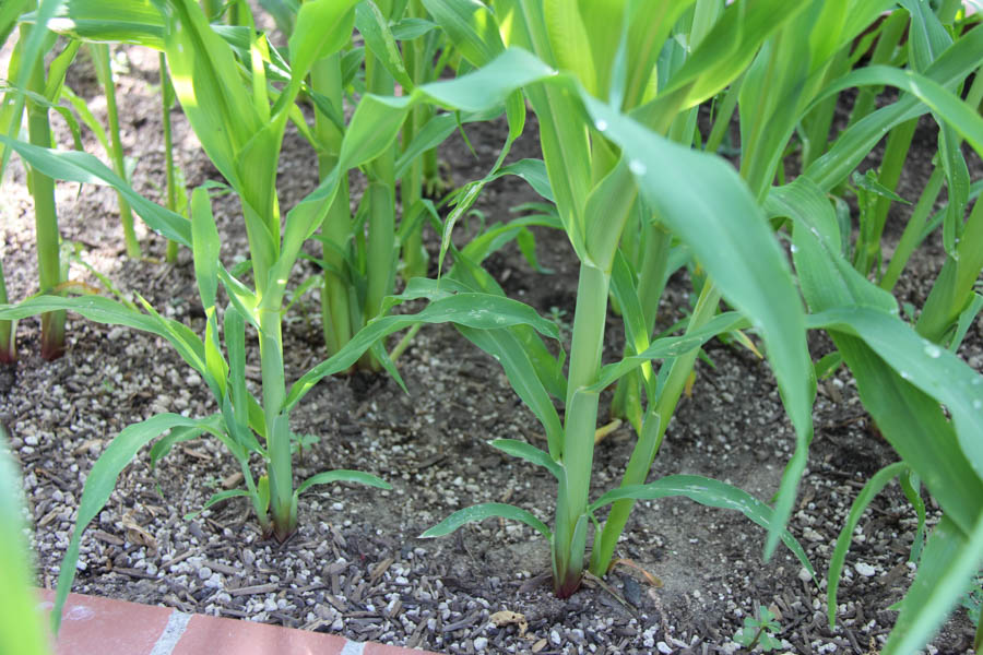 Paul and Sue's Vegetable Garden July 24th 2016