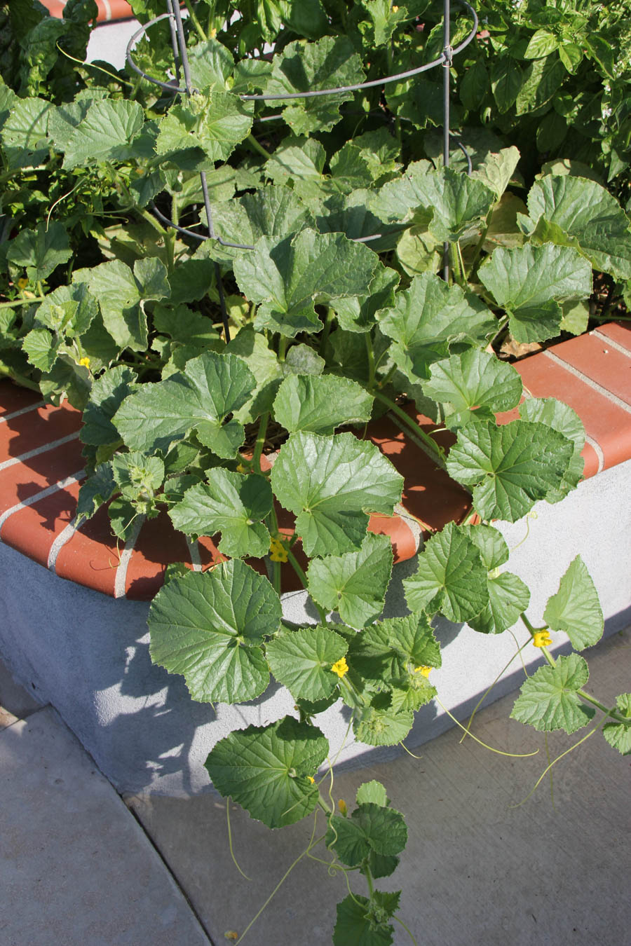 Paul and Sue's Vegetable Garden July 24th 2016