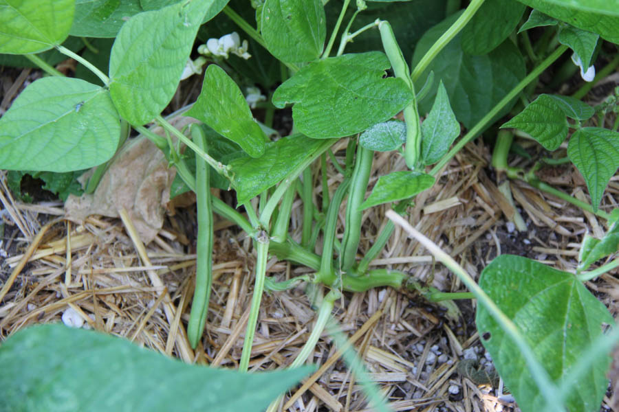 Paul and Sue's Vegetable Garden July 24th 2016