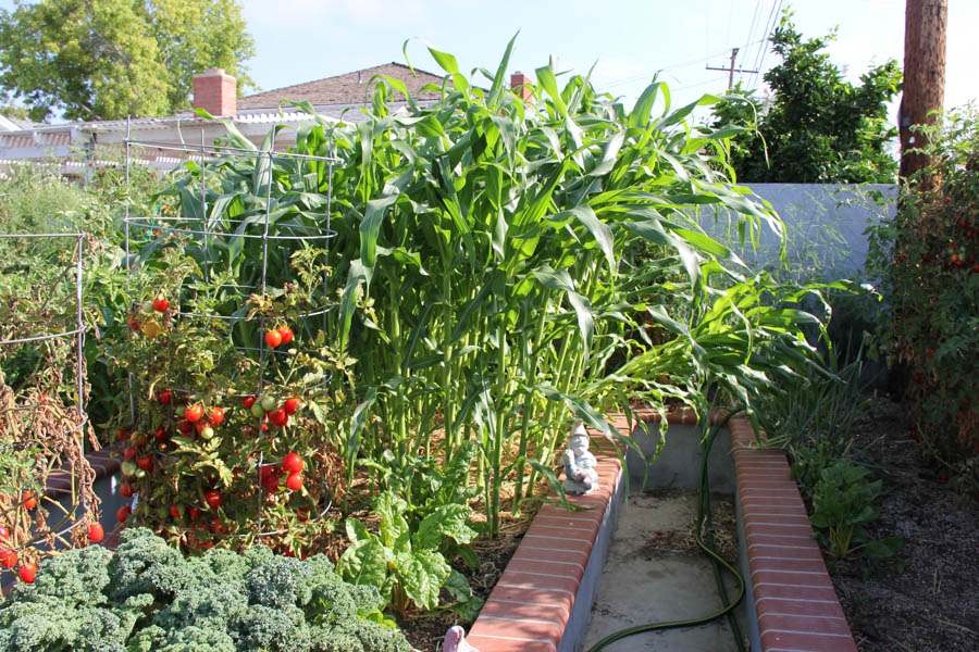 Paul and Sue's Vegetable Garden July 24th 2016