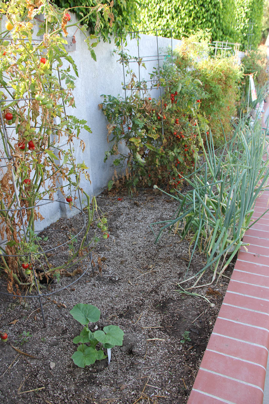 Paul and Sue's Vegetable Garden July 24th 2016