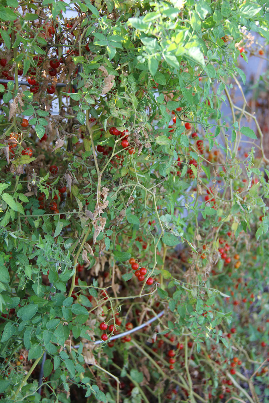 Paul and Sue's Vegetable Garden July 24th 2016