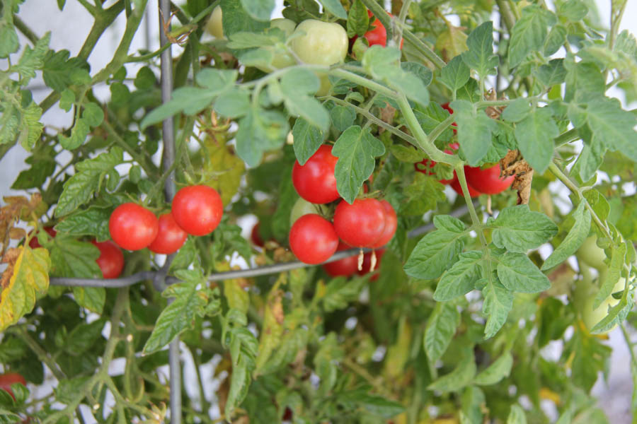 Paul and Sue's Vegetable Garden July 24th 2016