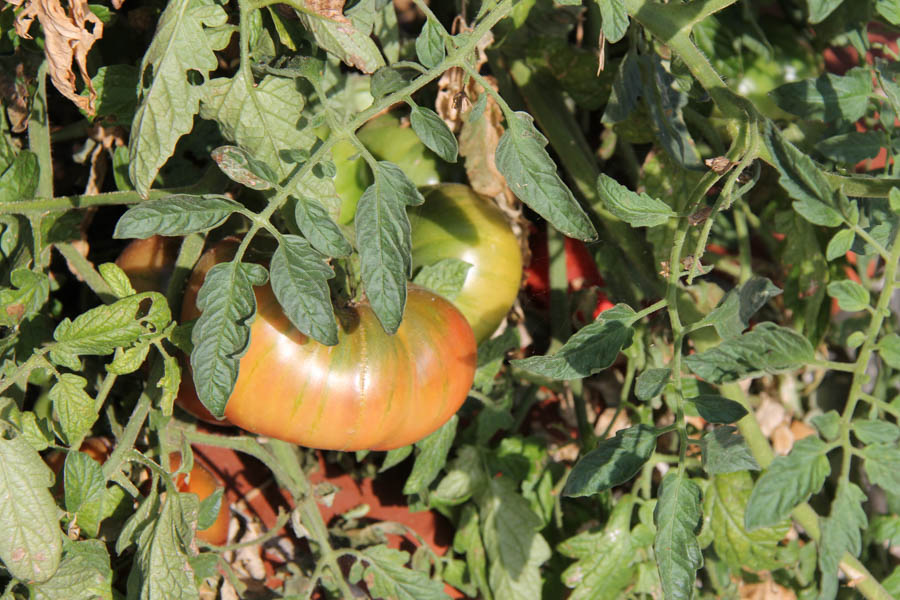 Paul and Sue's Vegetable Garden July 24th 2016