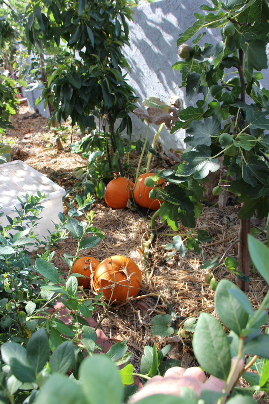 Paul and Sue's Vegetable Garden July 24th 2016