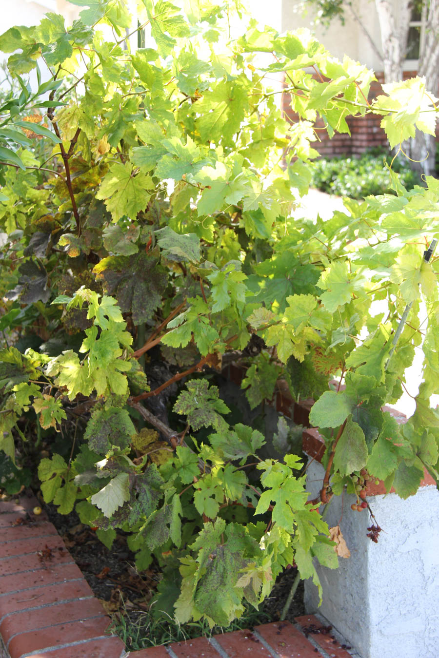 Paul and Sue's Vegetable Garden July 24th 2016