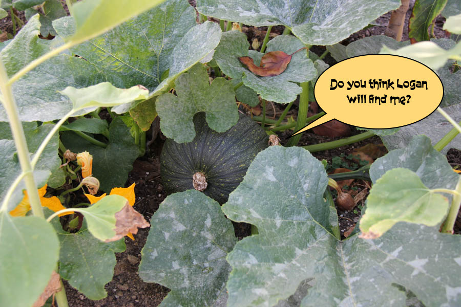 Paul and Sue's Vegetable Garden July 24th 2016