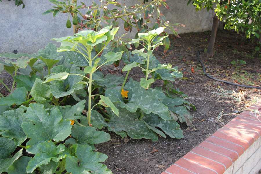 Paul and Sue's Vegetable Garden July 24th 2016