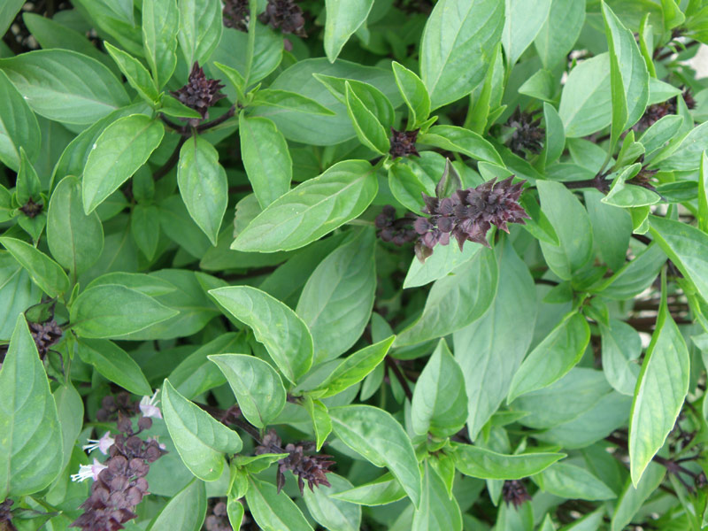 Paul and Sue's Vegetable Garden July 24th 2016