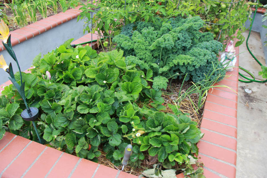 Paul and Sue's Vegetable Garden June 2016