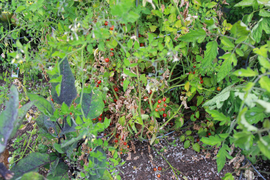 Paul and Sue's Vegetable Garden June 2016