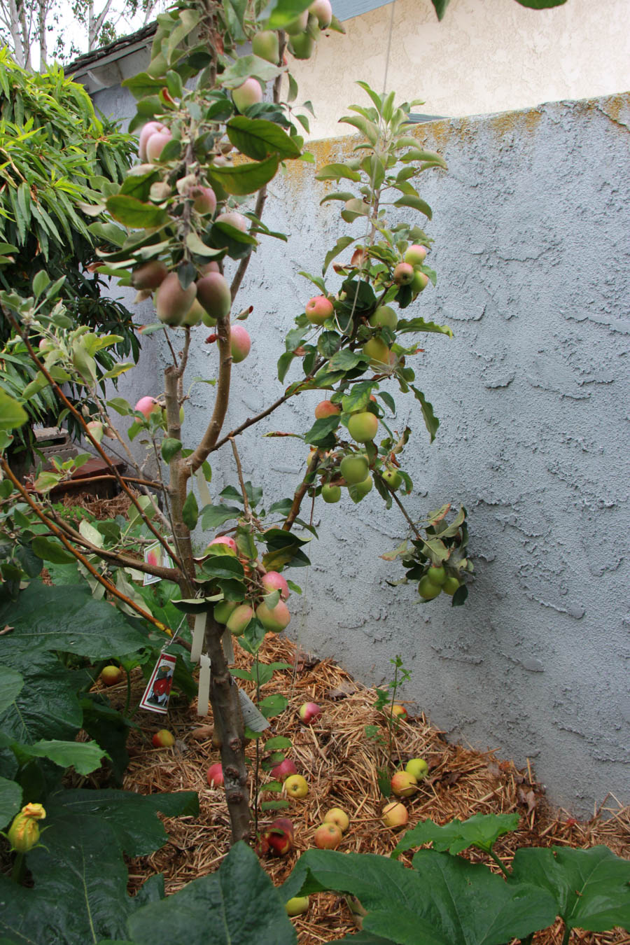 Paul and Sue's Vegetable Garden June 2016