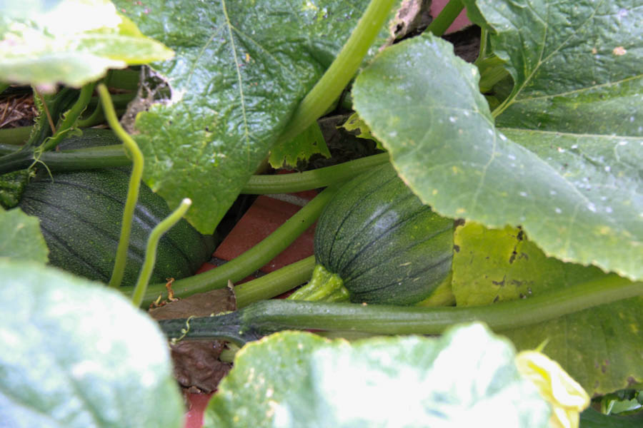 Paul and Sue's Vegetable Garden June 2016