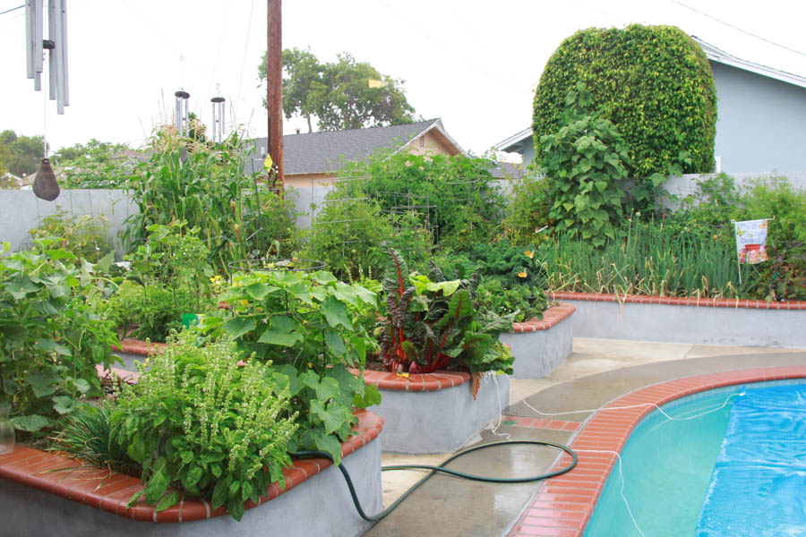 Paul and Sue's Vegetable Garden June 2016