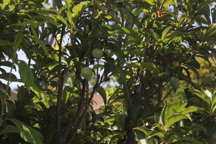 Paul && Sue's backyard garden May 1st 2016