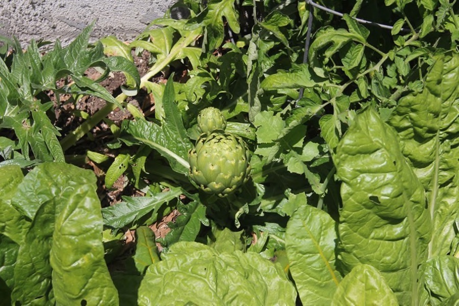 Paul && Sue's backyard garden May 1st 2016