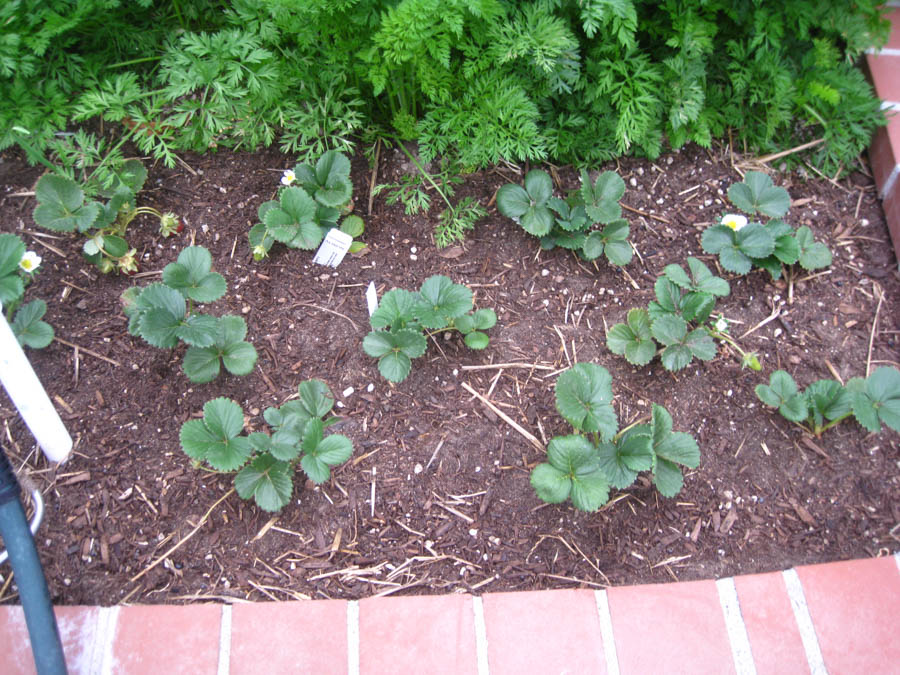 Early May 2017 in the garden